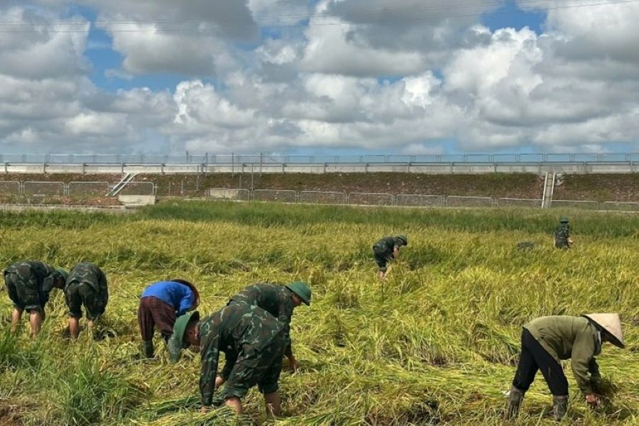 Cán bộ, chiến sĩ Trung đoàn 841 giúp bà con nhân dân xã Cẩm Duệ thu hoạch lúa. Cán bộ, chiến sĩ Trung đoàn 841 giúp bà con nhân dân xã Cẩm Duệ thu hoạch lúa.