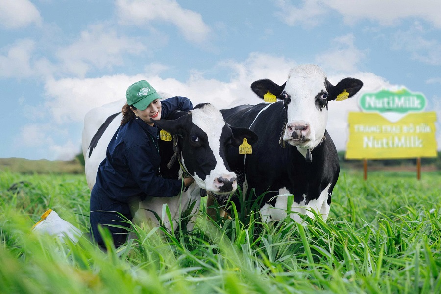 Bò được chăm sóc cẩn thận, theo dõi sức khỏe tại trang trại bò sữa NutiMilk Gia Lai Bò được chăm sóc cẩn thận, theo dõi sức khỏe tại trang trại bò sữa NutiMilk Gia Lai