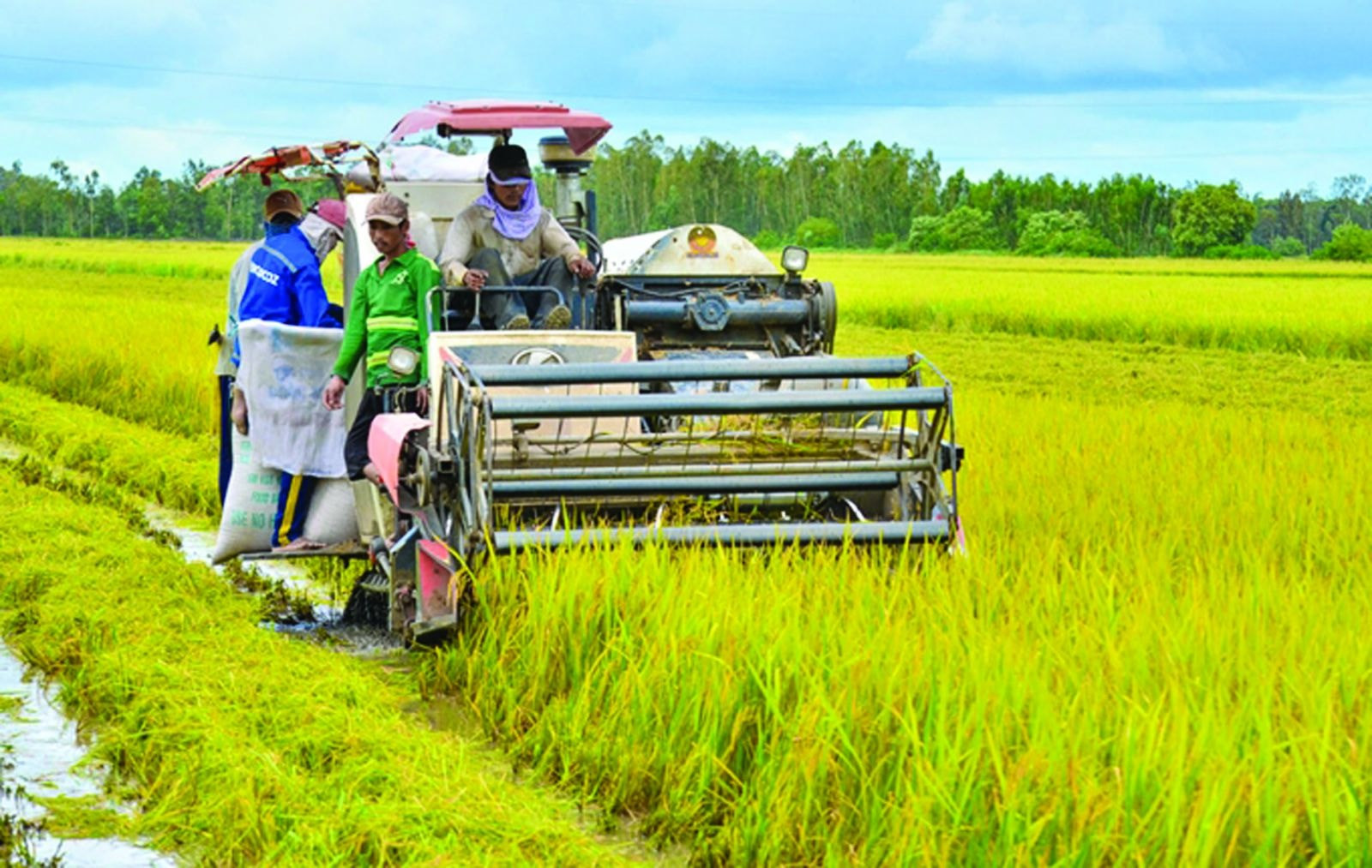 Giá lúa gạo hôm nay ngày 29/8: Gạo nguyên liệu biến động. (Ảnh minh họa) Giá lúa gạo hôm nay ngày 29/8: Gạo nguyên liệu biến động. (Ảnh minh họa)