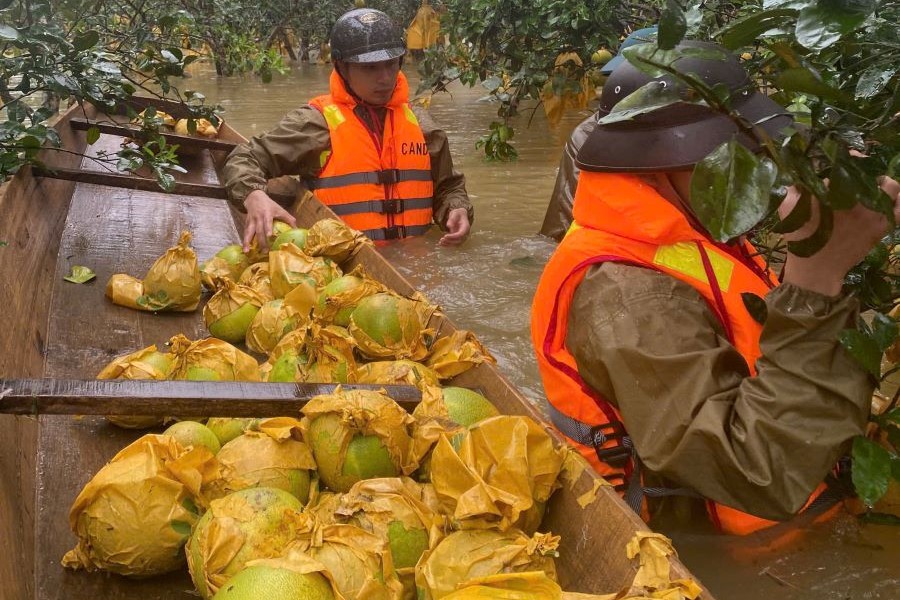 Công an hỗ trợ người dân xã Phúc Trạch thu hoạch bưởi.