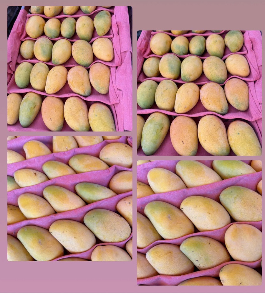 Xoài Trung Quốc mẫu mã đẹp, có vị đặc trưng