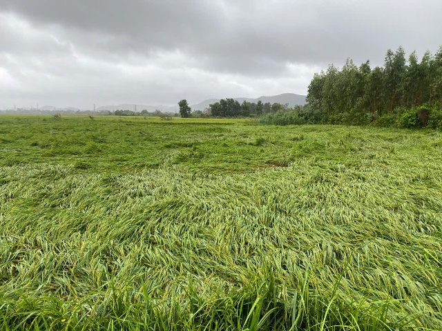 Ngành nông nghiệp ghi nhận có hơn 624 ha lúa Hè Thu bị ngập úng, đổ ngã; gần 66 ha rau màu bị thiệt hại tại nhiều địa phương.