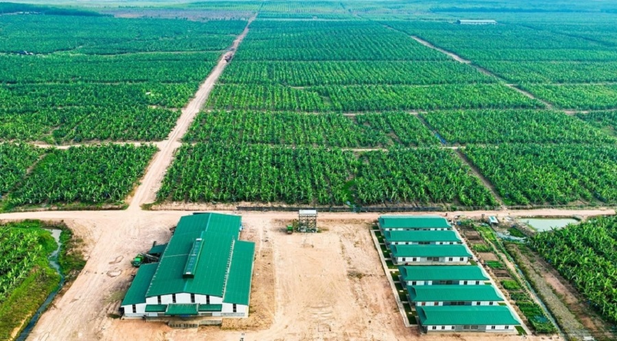 HNG lỗ lũy kế gần 10.000 tỷ đồng