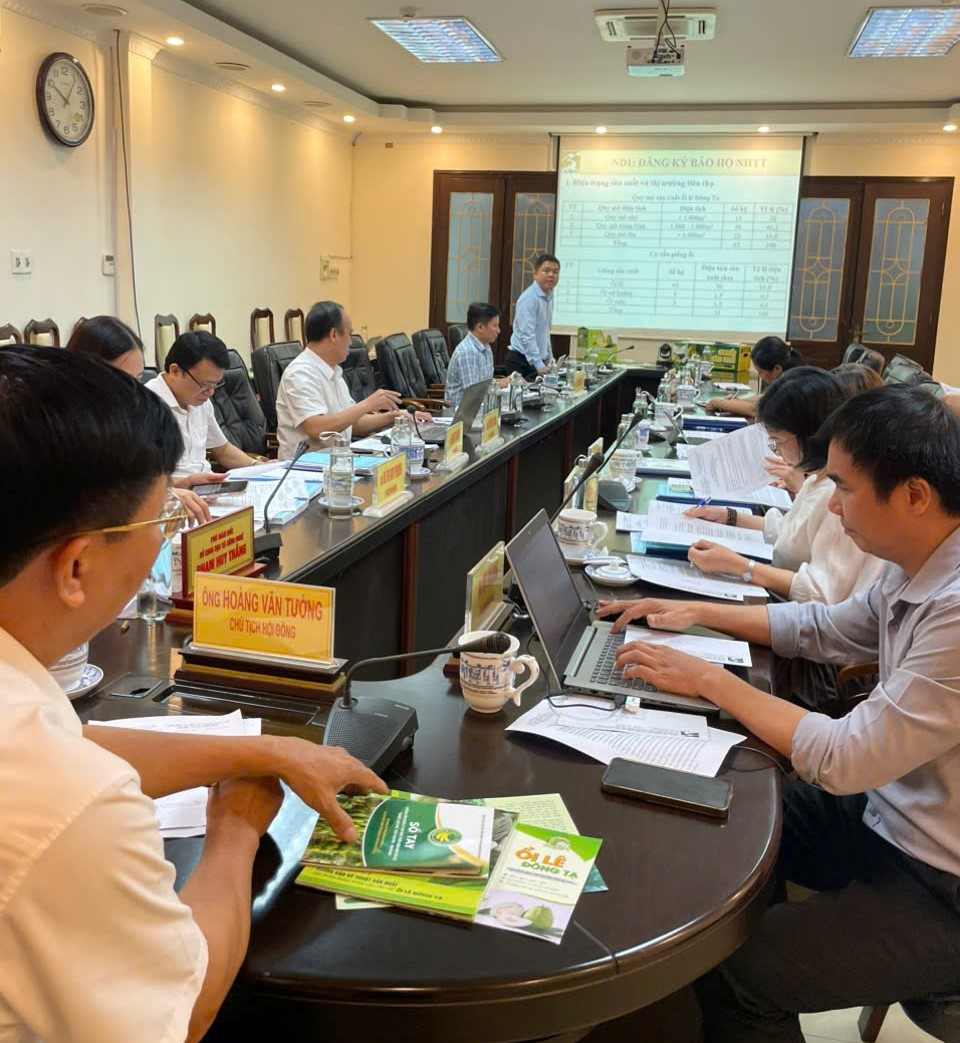 Hỗ trợ bảo hộ, quản lý và phát triển nhãn hiệu tập thể “Ổi lê Đông Tạ, Vĩnh Bảo, TP. Hải Phòng”