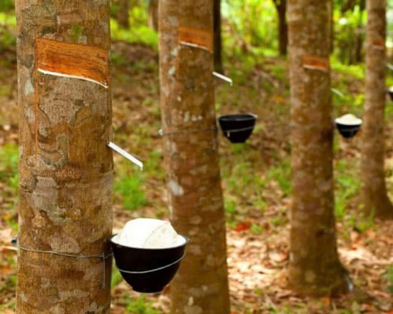 Giá cao su ngày 1/9: Thị trường biến động trái chiều