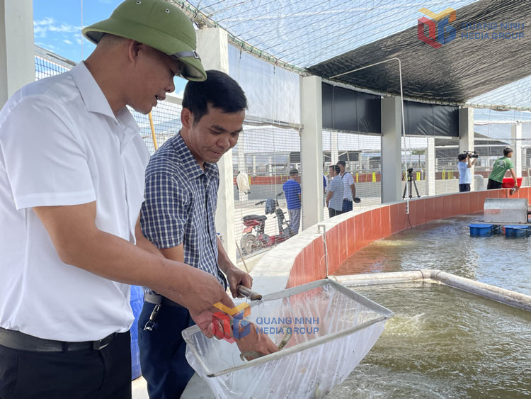 HTX nuôi tôm công nghệ cao Cẩm Phả hiện đang áp dụng các công nghệ mới vào sản xuất, giúp giảm thiểu nguy cơ rủi ro về dịch bệnh.