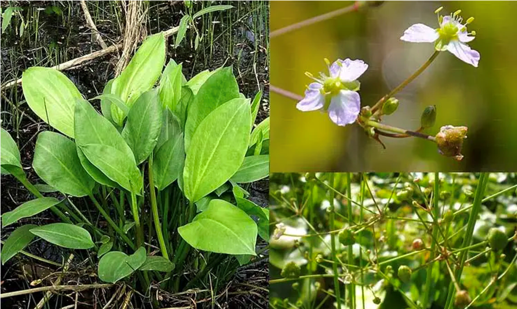 Viên uống thảo dược có thành phần chính từ trạch tả giúp hỗ trợ cải thiện và phòng ngừa bệnh gút hiệu quả