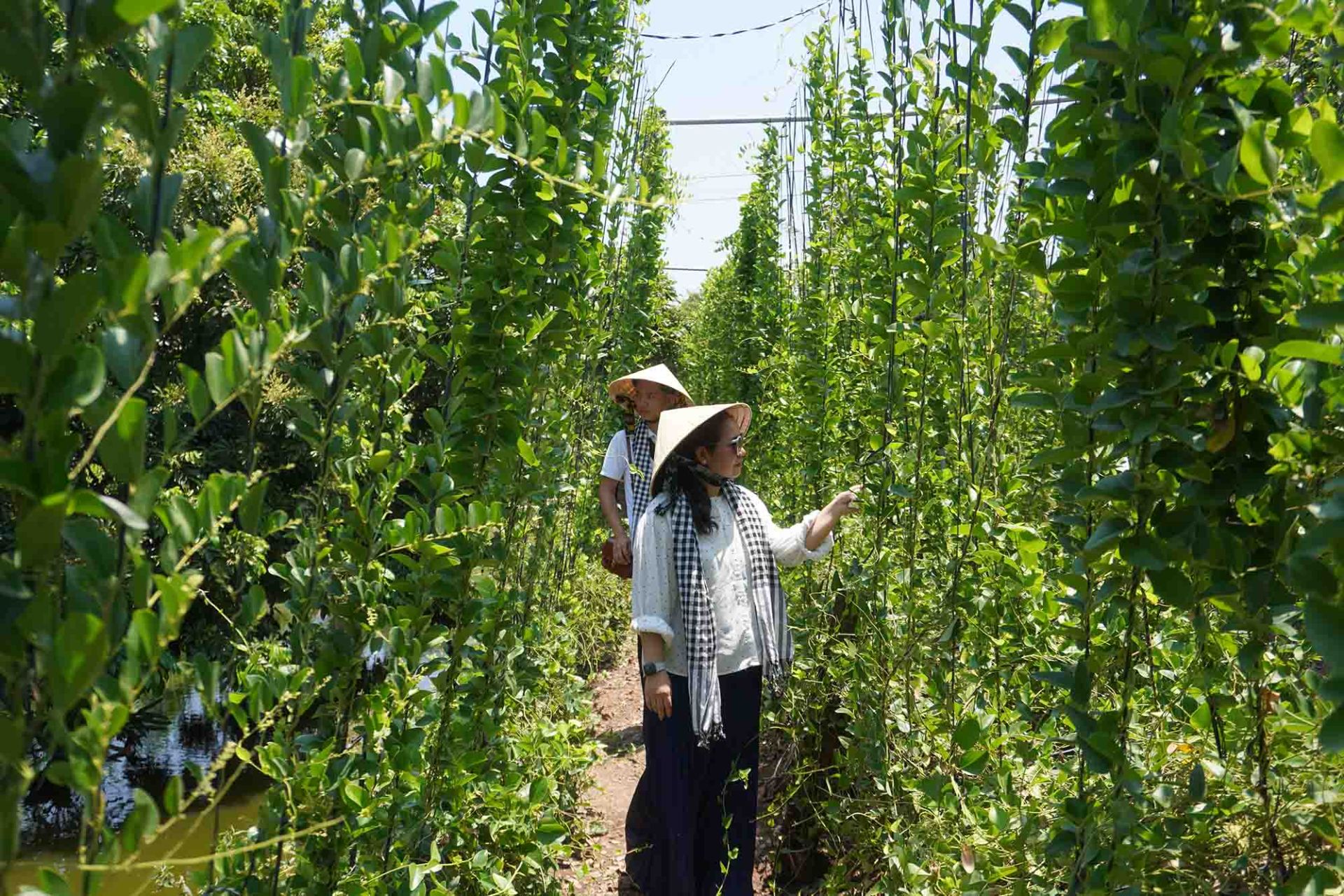 Vĩnh Long đón hơn 176.000 lượt khách trong kỳ nghỉ Lễ 2/9. Ảnh: Nguyên Phong