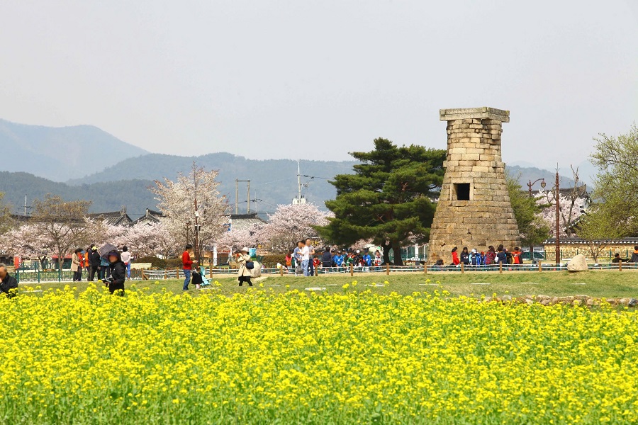 Lễ hội hoa anh đào Gyeongju Lễ hội hoa anh đào Gyeongju