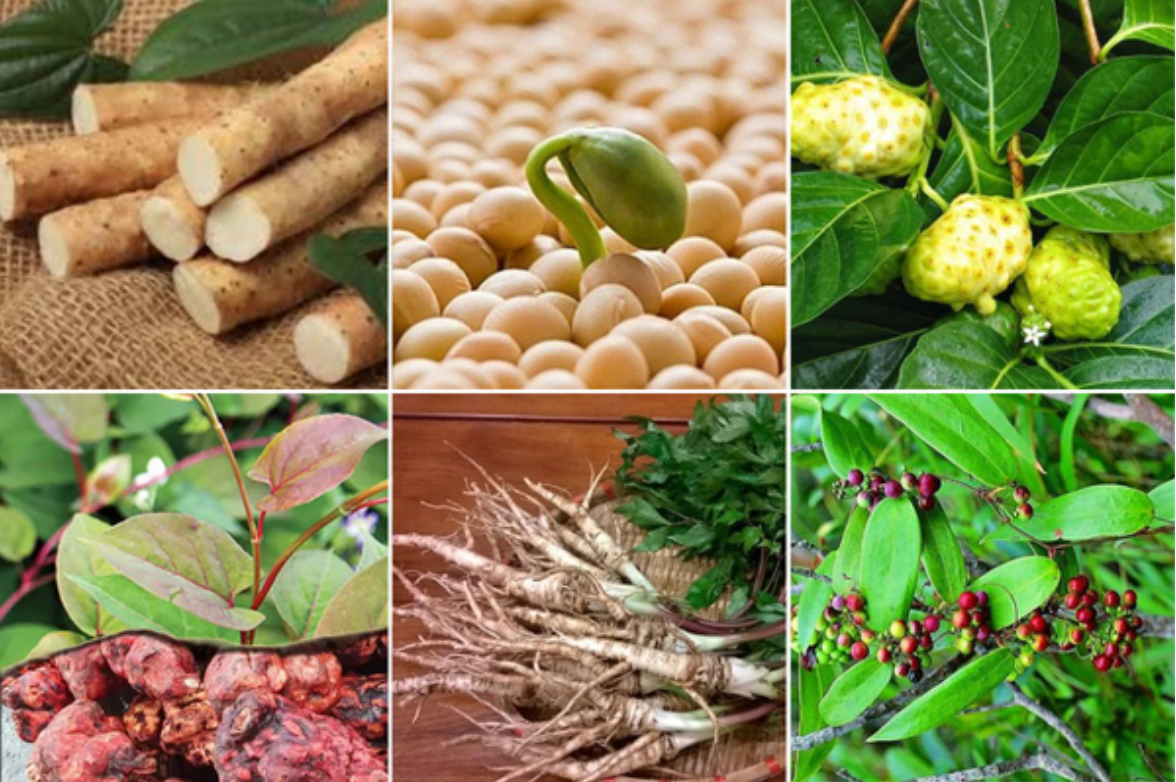 Các thảo dược giúp bổ huyết, tăng ham muốn cho chị em phụ nữ Các thảo dược giúp bổ huyết, tăng ham muốn cho chị em phụ nữ