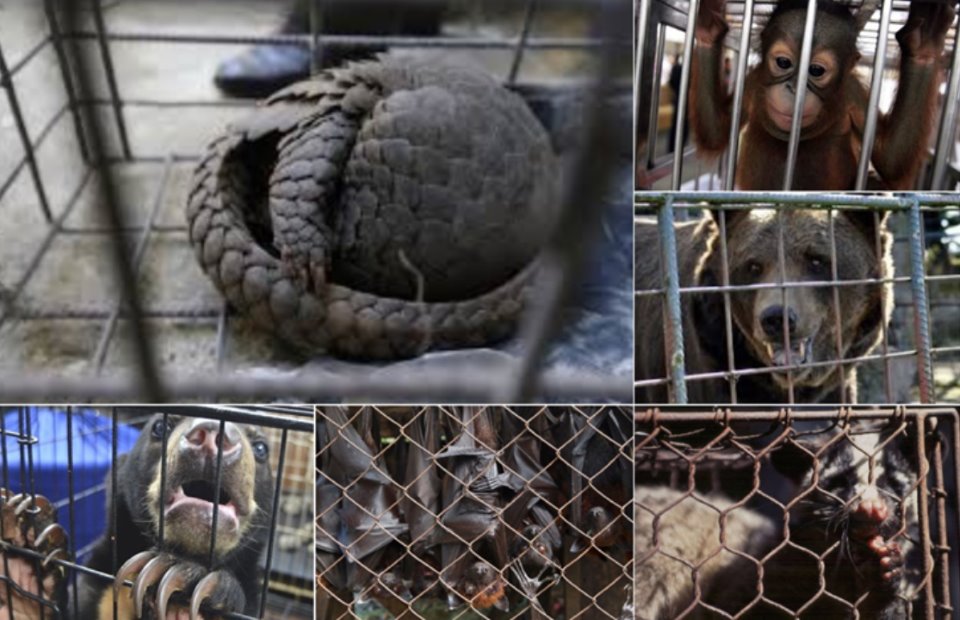 Nỗ lực chống tội phạm động vật hoang dã: Gần 99% vụ án được triệt phá, án tù nghiêm khắc tăng gấp 4 lần