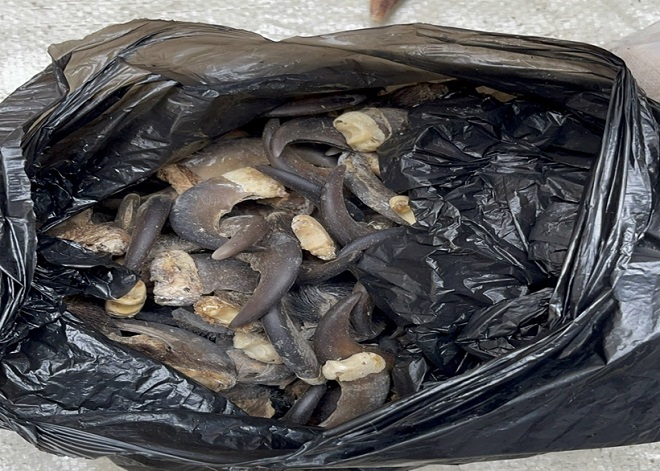 Tang vật của vụ án bị tịch thu. (Ảnh: Cục Hải quan Thành phố Hồ Chí Minh)