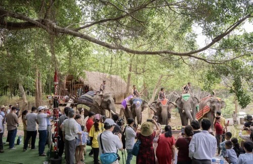 Du khách tham quan, chụp hình với những chú voi tại Buôn Đôn. Du khách tham quan, chụp hình với những chú voi tại Buôn Đôn.