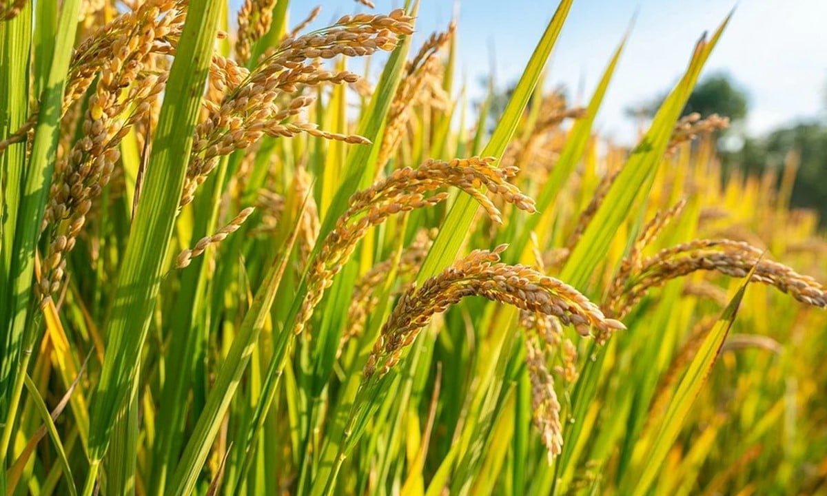 Giá lúa gạo hôm nay ngày 5/9: Tương đối ổn định. (Ảnh minh họa)