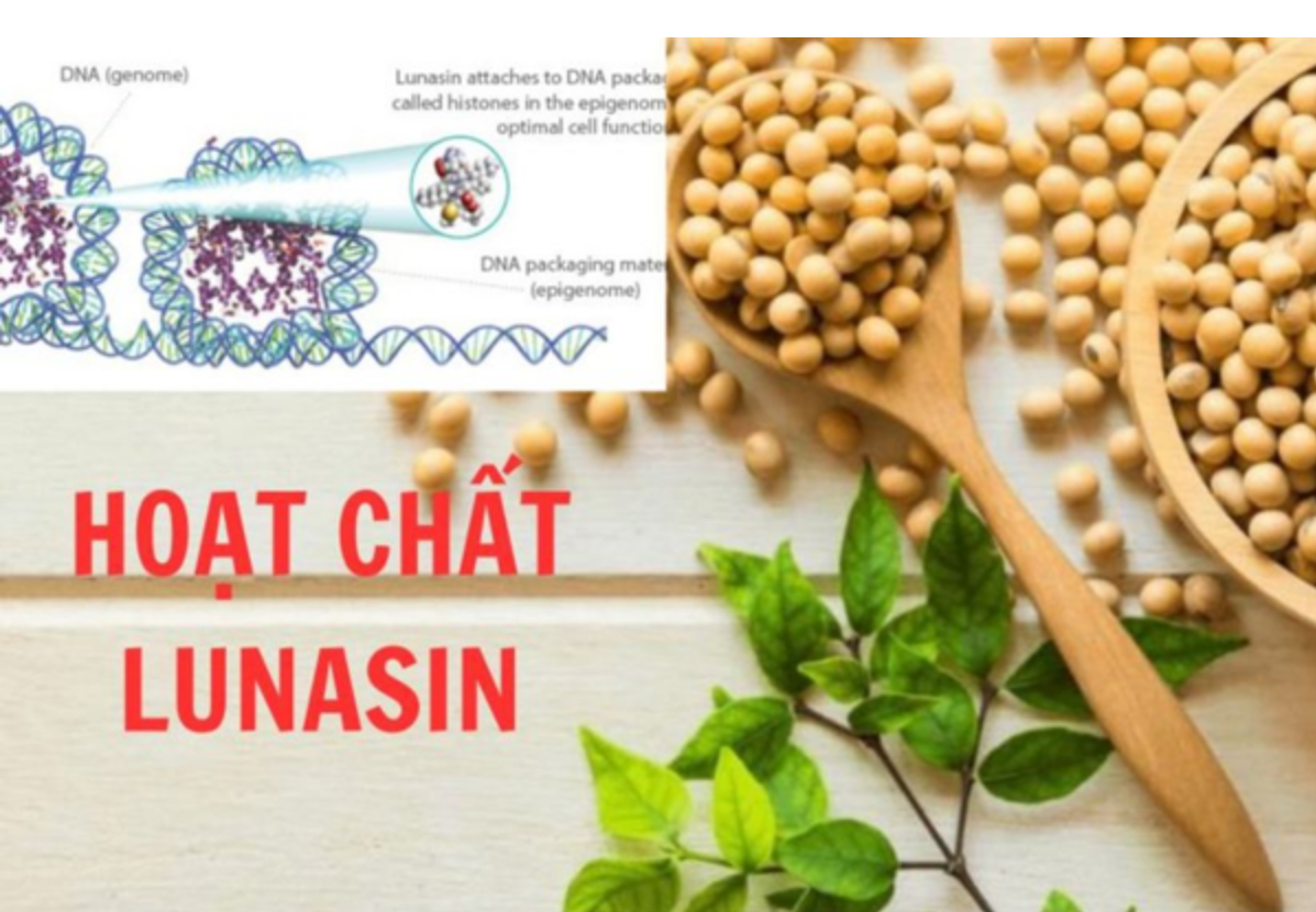 Hoạt chất Lunasin trong hạt đậu tương giúp tăng hiệu quả điều trị khối u