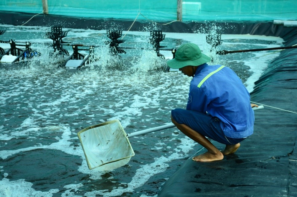 Cà Mau tăng cường chỉ đạo nuôi trồng thủy sản những tháng cuối năm, đảm bảo kế hoạch tăng trưởng