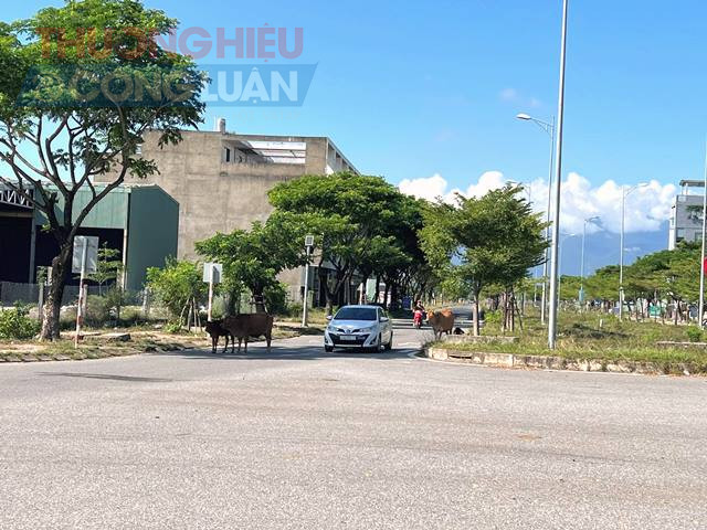 Việc thường gặp bò thả rong trên đoạn đường Nguyễn Tất Thành nối dài. Việc thường gặp bò thả rong trên đoạn đường Nguyễn Tất Thành nối dài.