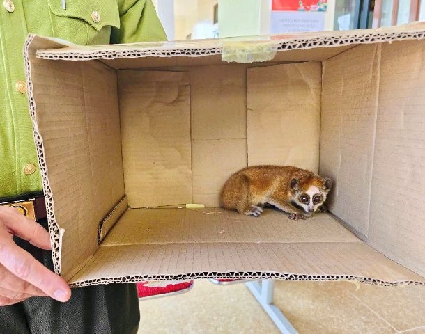 Nghệ An: Người dân bàn giao cá thể culi quý hiếm cho cơ quan chức năng