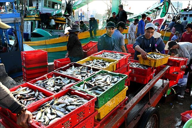 Ngư dân phấn khởi vì có mùa đánh bắt cá bội thu Ngư dân phấn khởi vì có mùa đánh bắt cá bội thu