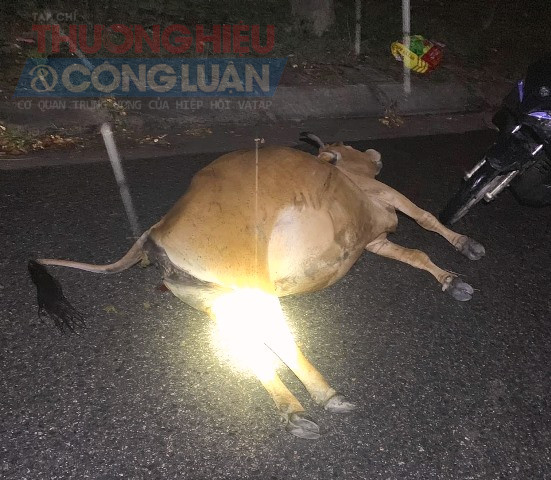 Bò chết tại chỗ. Bò chết tại chỗ.