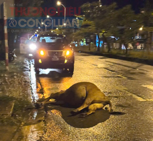 Bò chết tại chỗ. Bò chết tại chỗ.