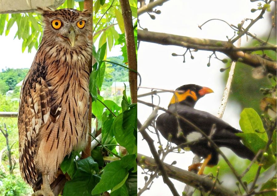 Chim Dù dì Phương Đông và Yểng mới ghi nhận tại Khu Bảo tồn thiên nhiên Đakrông được xếp vào loài quý hiếm.