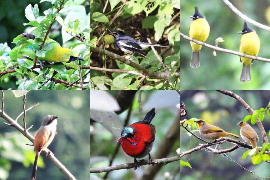Ghi nhận thêm 9 loài chim mới tại Khu bảo tồn thiên nhiên Đakrông