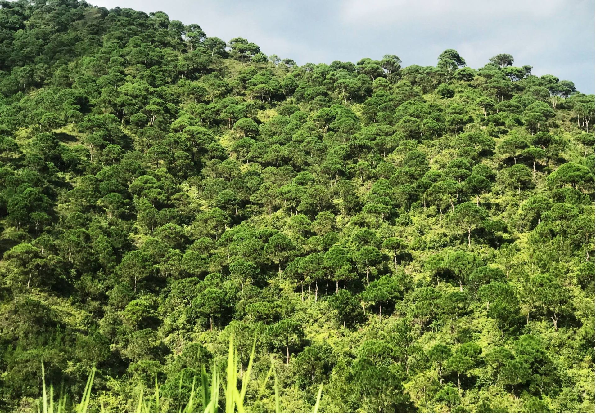 Triển khai đồng bộ các biện pháp quản lý, bảo vệ và PCCC rừng trên địa bàn tỉnh Lào Cai