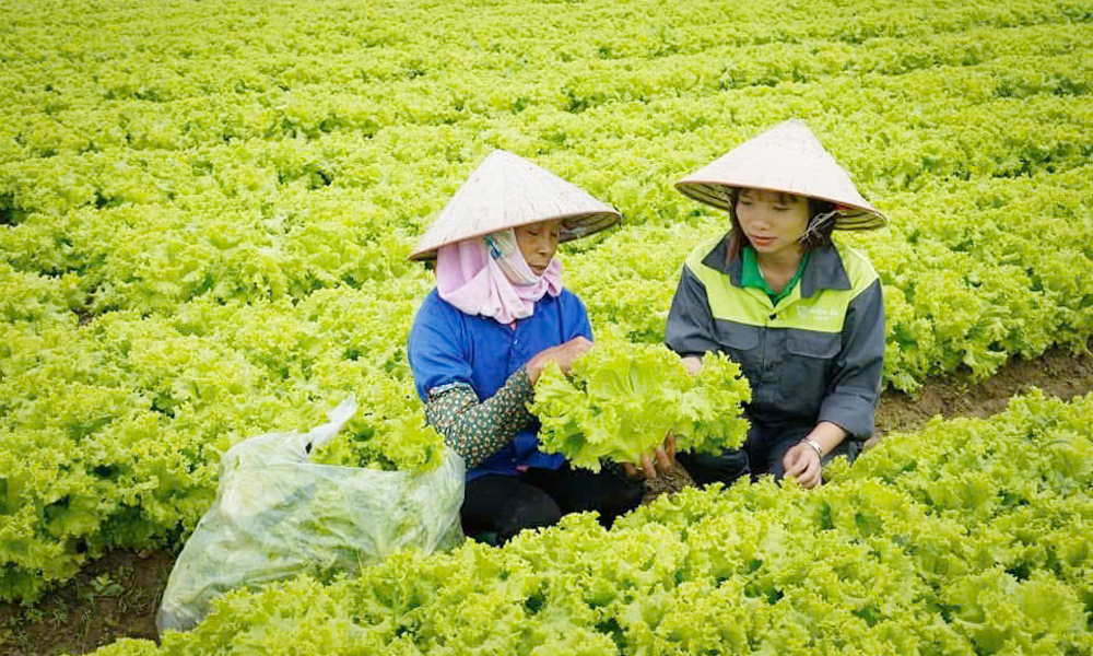 Thu hoạch nông sản tại Hợp tác xã Rau sạch Yên Dũng.
