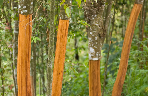 Cây từ Indonesia giúp Việt Nam dẫn đầu xuất khẩu, thu về hơn 210 triệu USD, được mệnh danh “vàng nâu triệu đô”.