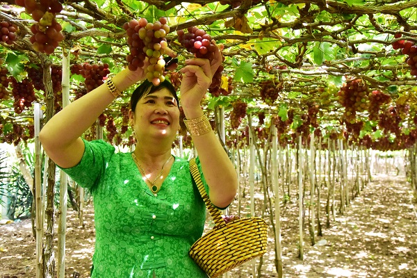 Nho trồng tại Làng Nho Thái An, huyện Ninh Hải (cũ), Khánh Hòa, rất nổi tiếng, có nhiều sản phẩm bán trong các siêu thị và xuất khẩu