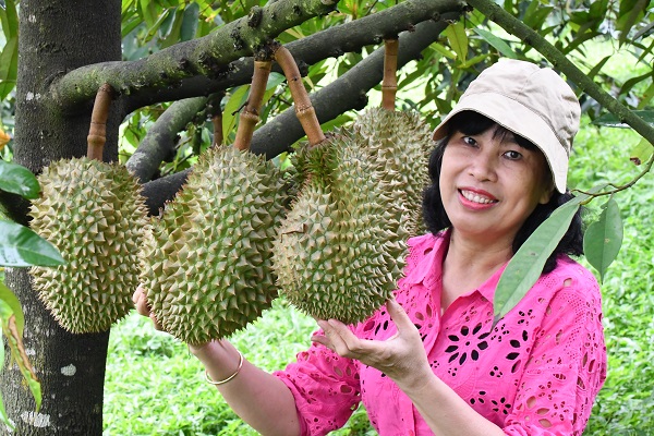 Sầu riêng Khánh Sơn rất nổi tiếng, sản phẩm OCOP, xuất khẩu rất nhiều qua Trung Quốc