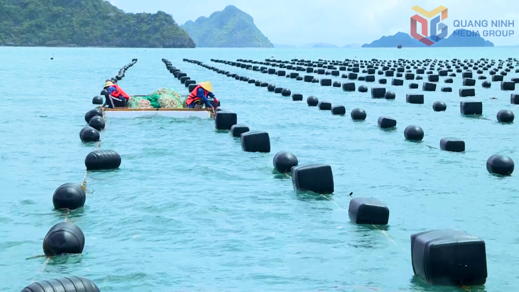 Ngư dân đặc khu Vân Đồn sử dụng phao nổi HDPE trong NTTS, góp phần bảo vệ môi trường biển, phát triển thủy sản bền vững.