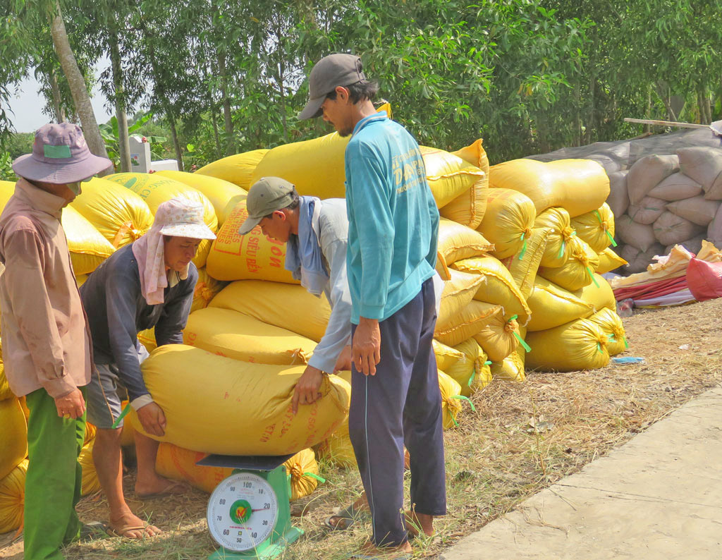 Giá lúa gạo hôm nay ngày 10/9: Giá gạo trong nước và xuất khẩu ổn định, lúa tươi vững giá. (Ảnh minh họa - Nguồn: Internet) Giá lúa gạo hôm nay ngày 10/9: Giá gạo trong nước và xuất khẩu ổn định, lúa tươi vững giá. (Ảnh minh họa - Nguồn: Internet)