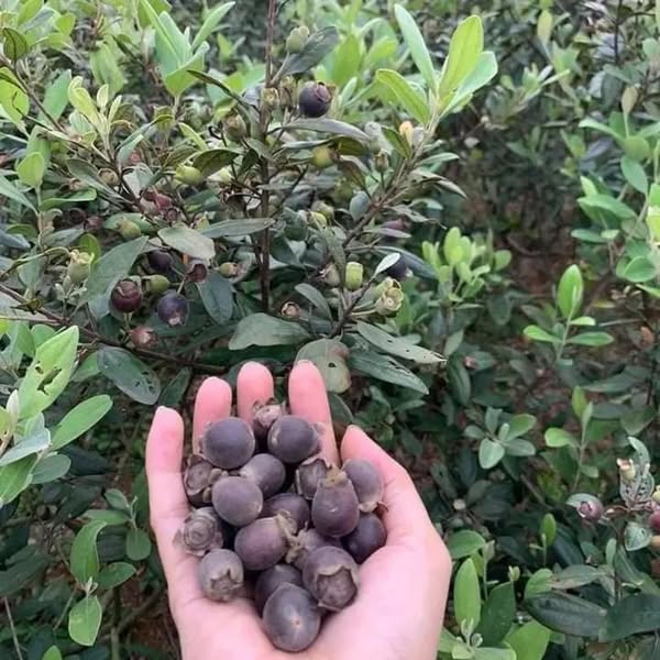 Những đồi tím hoa sim, những đồi sim trĩu quả còn là điểm đến check-in lý tưởng cho du khách.