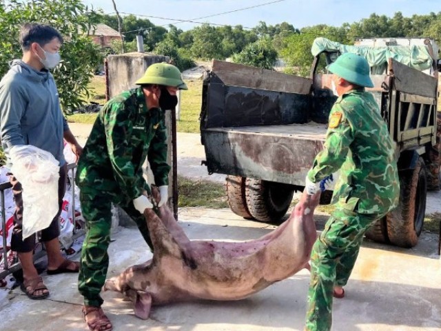 Quảng Trị: Xã Tuyên Sơn công bố hết dịch tả lợn châu Phi