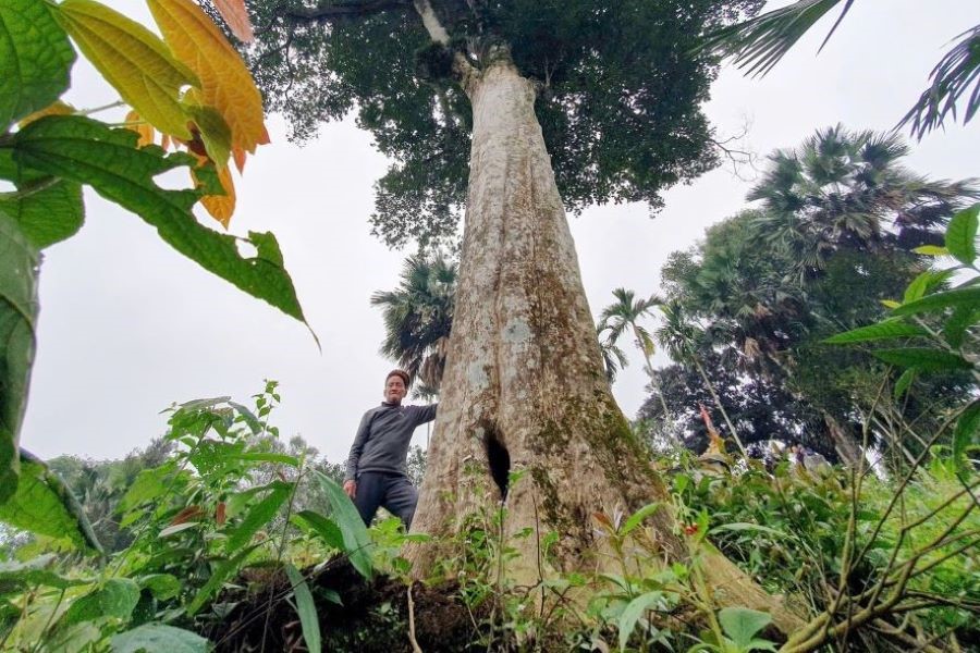 Hai cây trầm hương cổ thụ có tuổi đời trên 200 tuổi. Hai cây trầm hương cổ thụ có tuổi đời trên 200 tuổi.