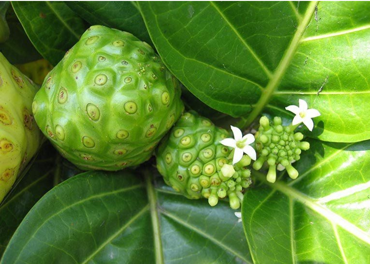 Cao Nhàu hay được sử dụng trong các bài thuốc giúp cải thiện mề đay, dị ứng