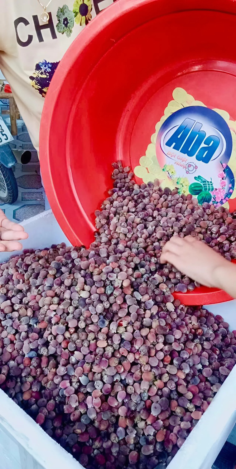 Với những đặc tính tốt của loại quả này khoảng 10 năm trở lại đây, nhu cầu sử dụng sim rừng để ngâm rượu, làm si rô, làm trà sim… tăng mạnh.