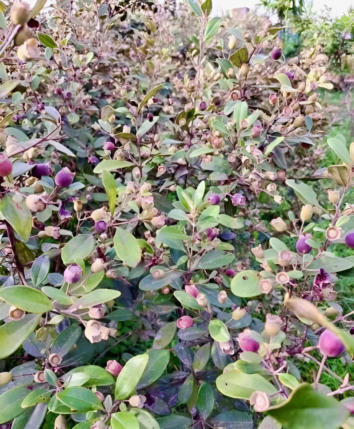 "Lộc rừng" của xứ Nghệ