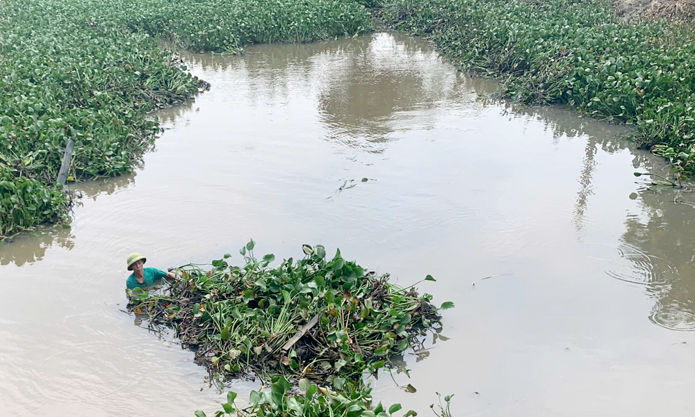 Người dân xã Xuân Cẩm trục vớt bèo tây trên các kênh, mương. Người dân xã Xuân Cẩm trục vớt bèo tây trên các kênh, mương.