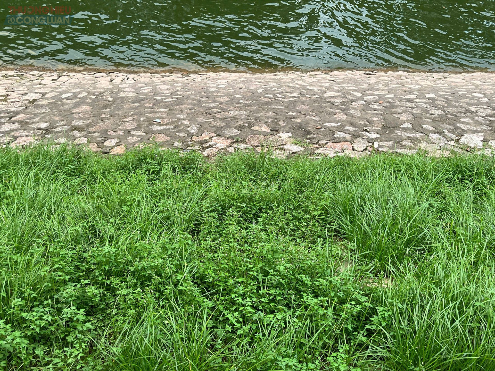 Hàng cây hai bên đường in bóng xuống mặt nước phẳng lặng, tạo nên khung cảnh dịu mắt, trái ngược hoàn toàn với hình ảnh dòng sông đen đặc, ô nhiễm từng khiến người dân ái ngại.