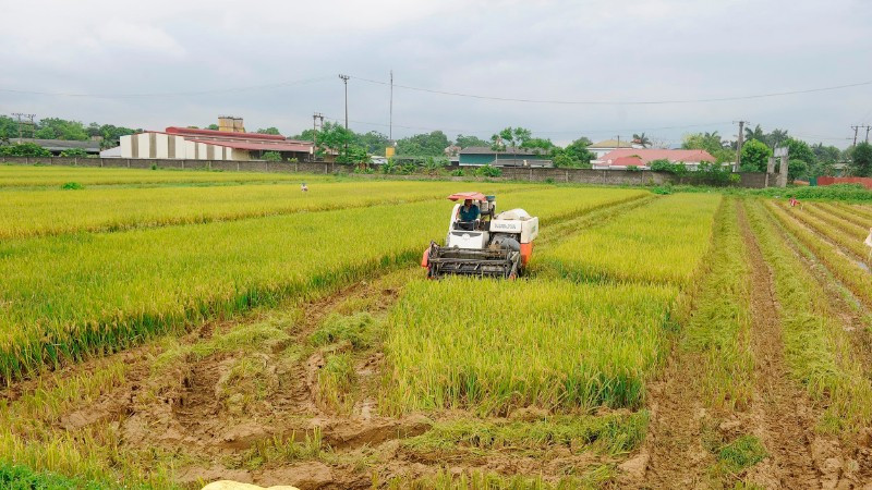 Thu hoạch lúa tại xã Mỹ Xuyên, thành phố Hà Nội. Thu hoạch lúa tại xã Mỹ Xuyên, thành phố Hà Nội.