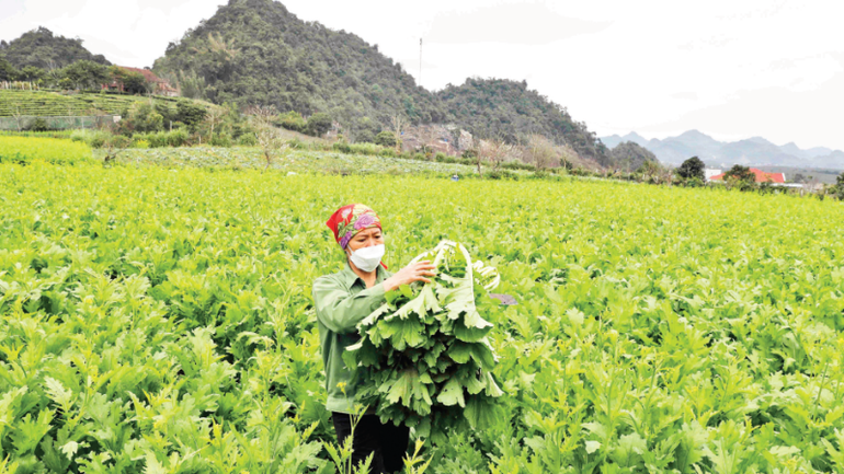 Hướng đến nền nông nghiệp xanh, bền vững