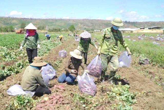 Gia Lai: Chuyển đổi 38.500 ha cây trồng kém hiệu quả