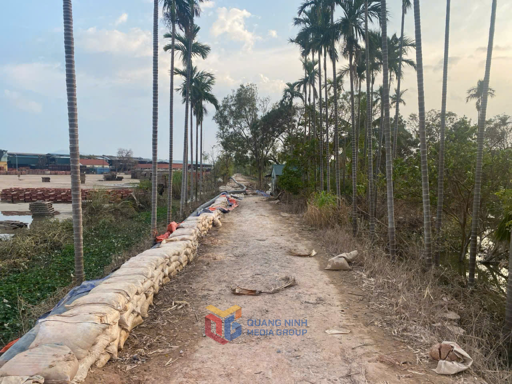 Quảng Ninh: Tập trung sửa chữa, duy tu đê cấp IV