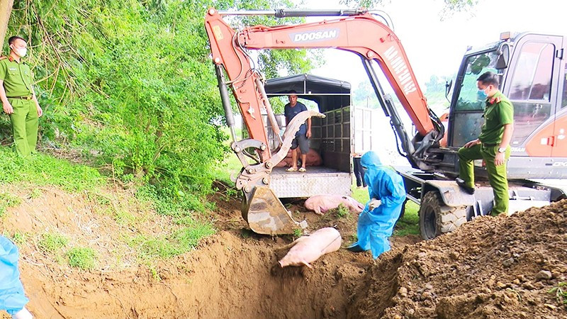 Lực lượng chức năng tỉnh Thái Nguyên tiến hành tiêu hủy lợn mắc dịch tả lợn châu Phi. Ảnh: Thế Bình