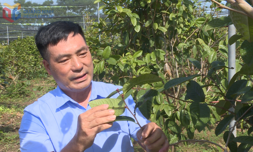 Ông Lê Mạnh Quy, Giám đốc Công ty TNHH Dịch vụ và Xuất nhập khẩu Quy Hoa đã dành tâm huyết trong nhiều năm cho phát triển cây trà hoa vàng.