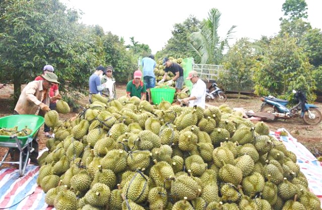 Thương hiệu Sầu Riêng Đắk Lắk.