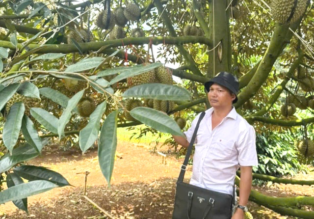 Thương lái kiểm tra chất lượng sầu riêng trước khi cắt